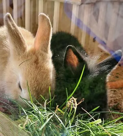 Alloggio per agriturismo Biobauernhof Fresoldhof