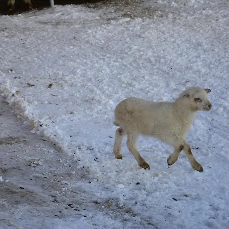 Biobauernhof Fresoldhof Çiftlik konaklama Schladming
