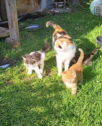 Biobauernhof Fresoldhof Alloggio per agriturismo *