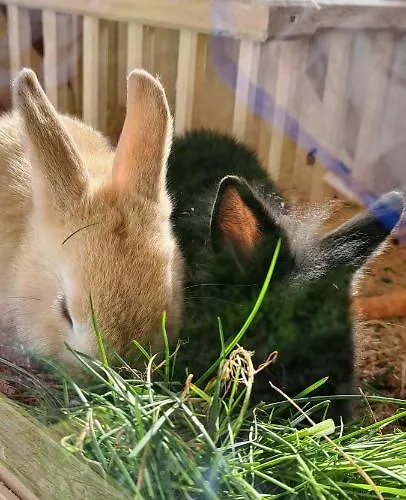 Alloggio per agriturismo Biobauernhof Fresoldhof