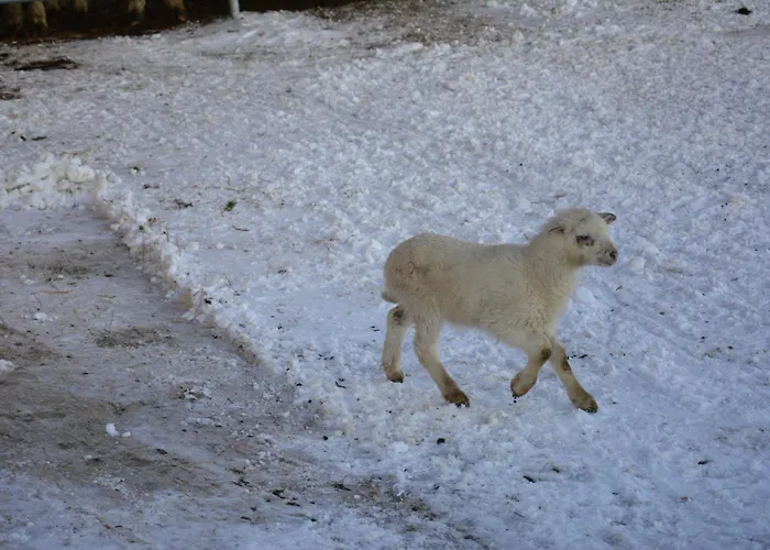 Biobauernhof Fresoldhof Alloggio per agriturismo Schladming